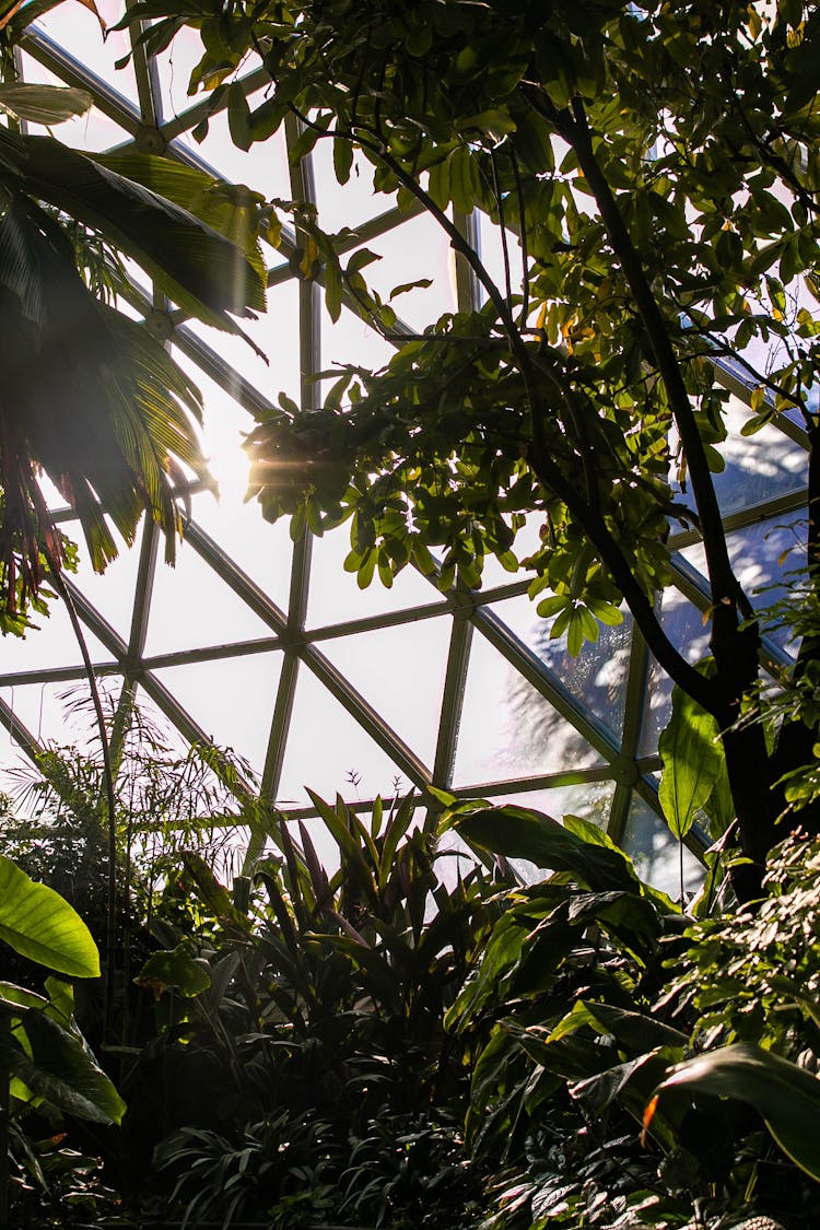 Plants In The Tropical Display Dome In Australia