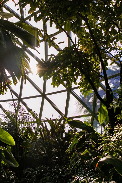 Free Sunlight streams through the glass dome highlighting tropical plants in a Mount Coot-Tha greenhouse. Stock Photo