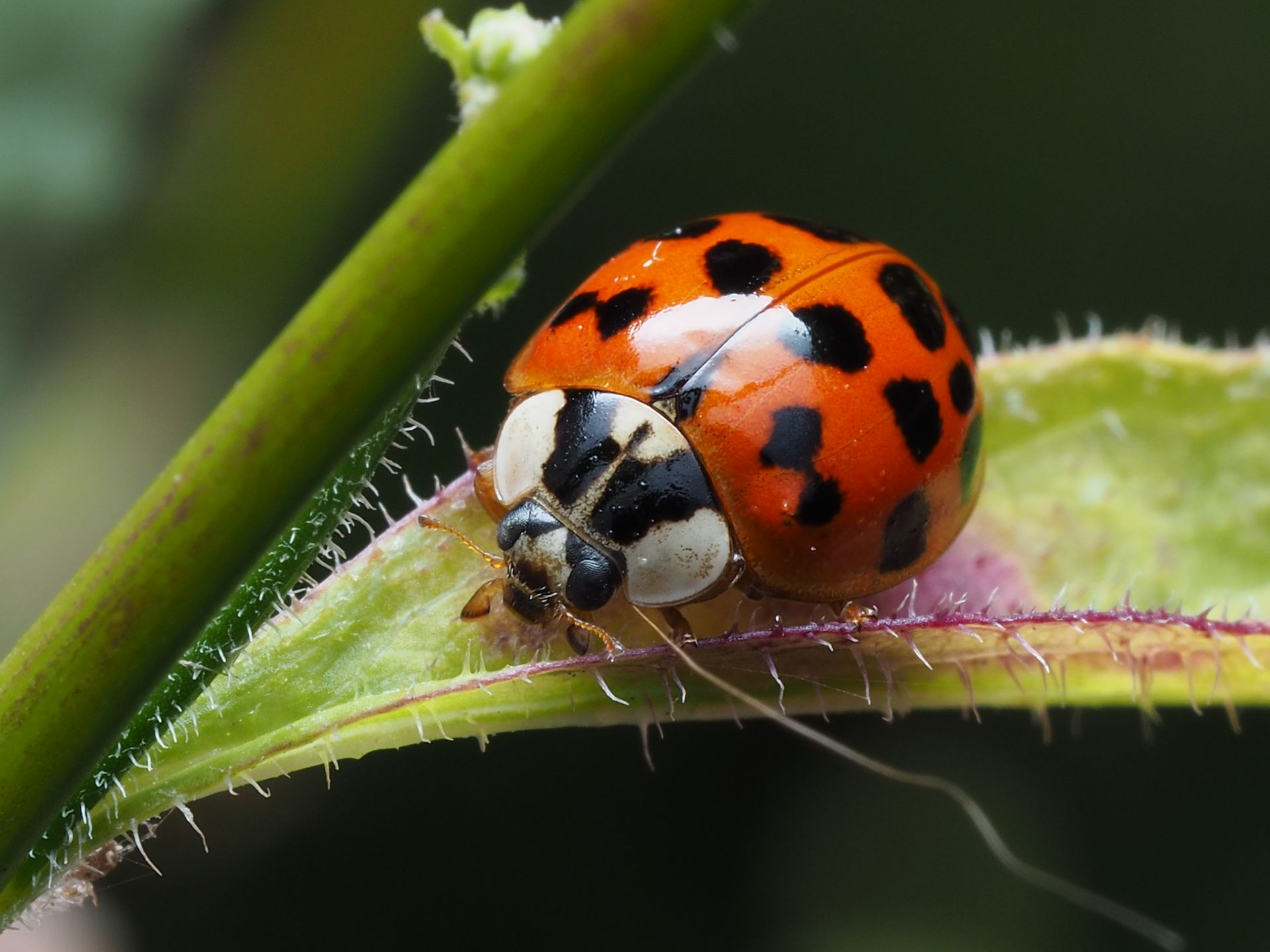Detailed macro image of a ladybug on a green leaf with vibrant colors and natural texture.