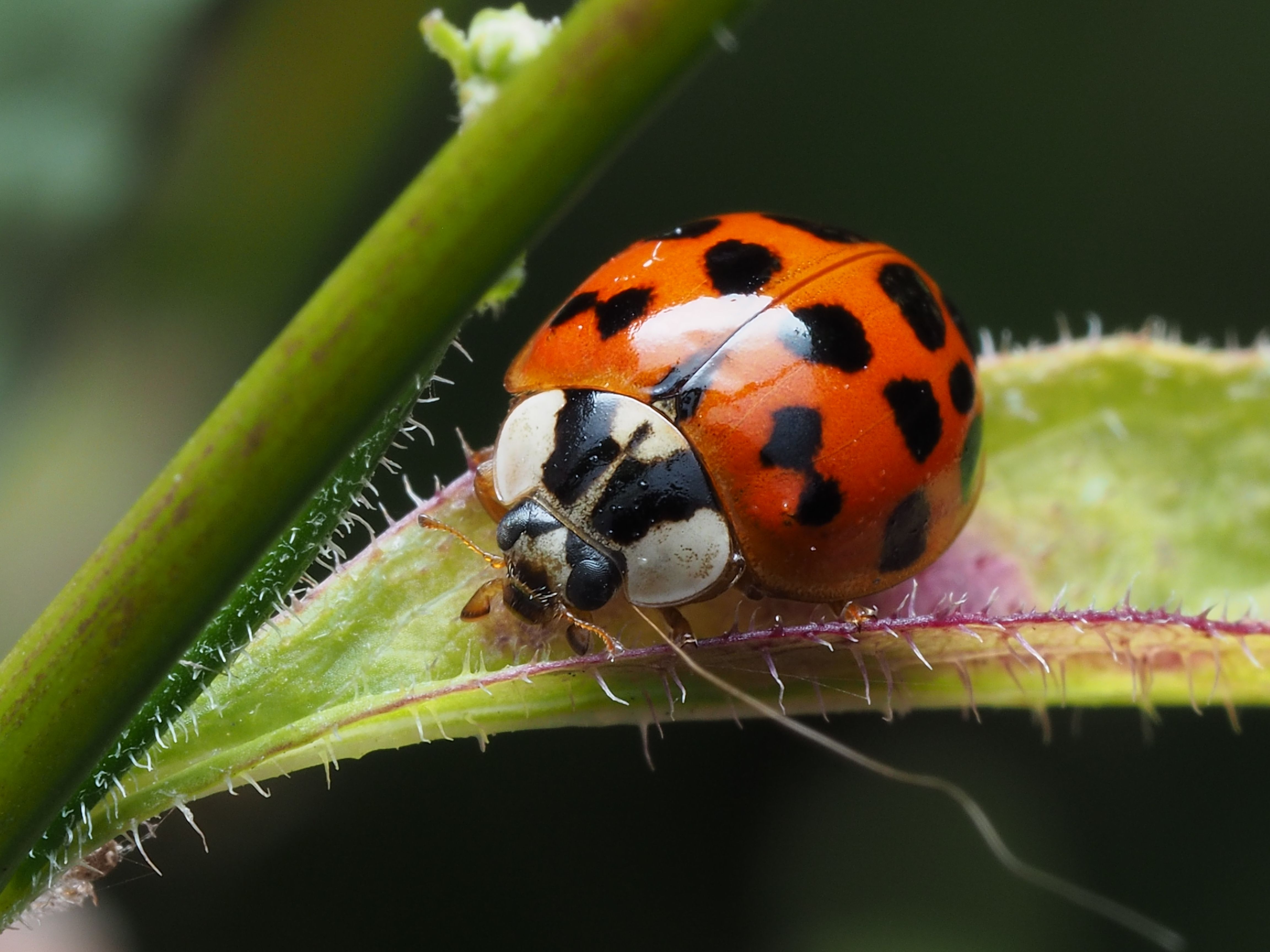 Close-Up of a Ladybug on a Leaf · Free Stock Photo