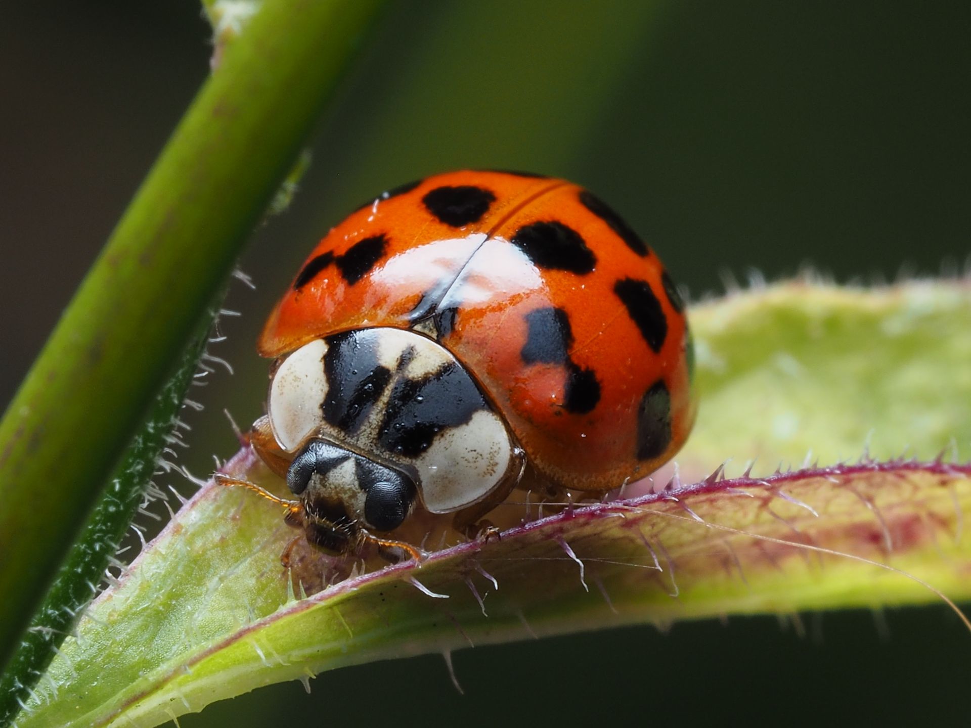Macro shot of a red ladybug with black spots on a leafy plant outdoors.