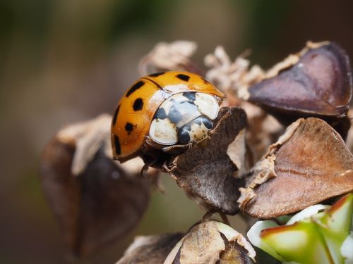 Free Macro photograph of a ladybug resting on dried leaves, showcasing intricate details and vibrant colors. Stock Photo