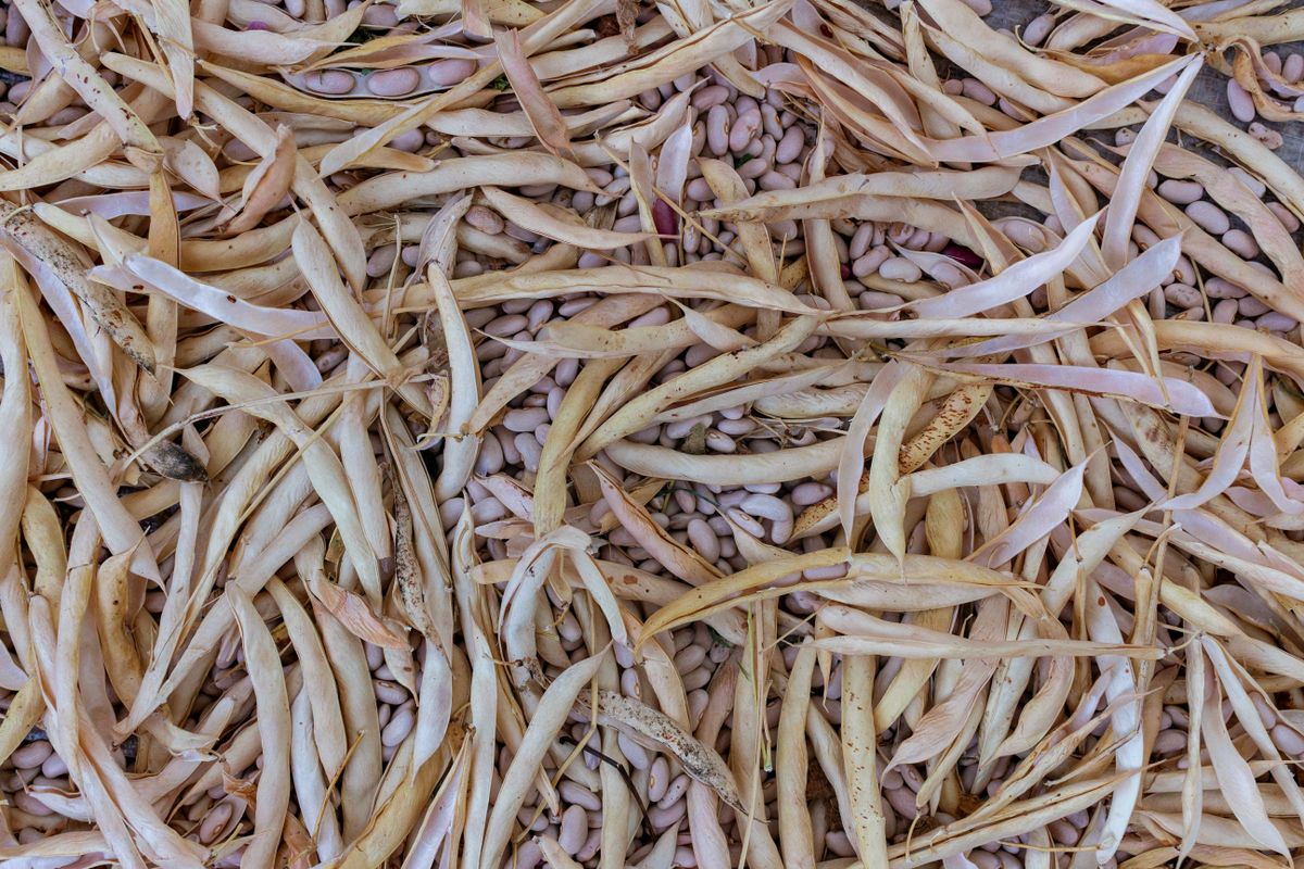 Dry beans sorted and ready for storage.