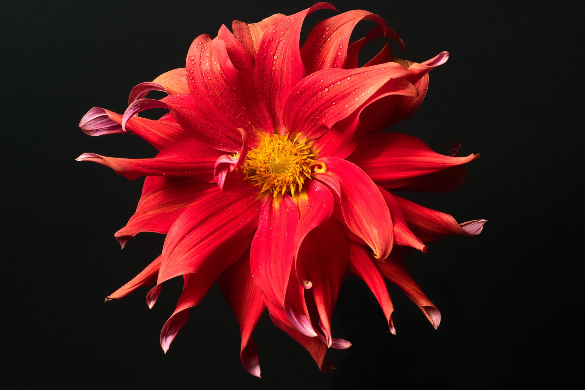 dahlia hard pinch diagram