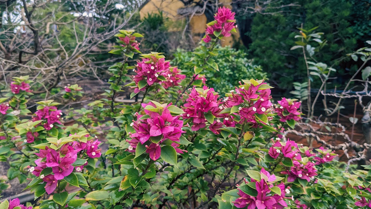 Đêm, nhớ trăng Sài Gòn