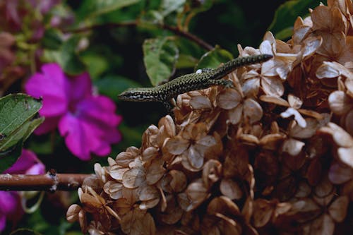 Selective Focus Photography of Gray Lizard on Brown Flowers