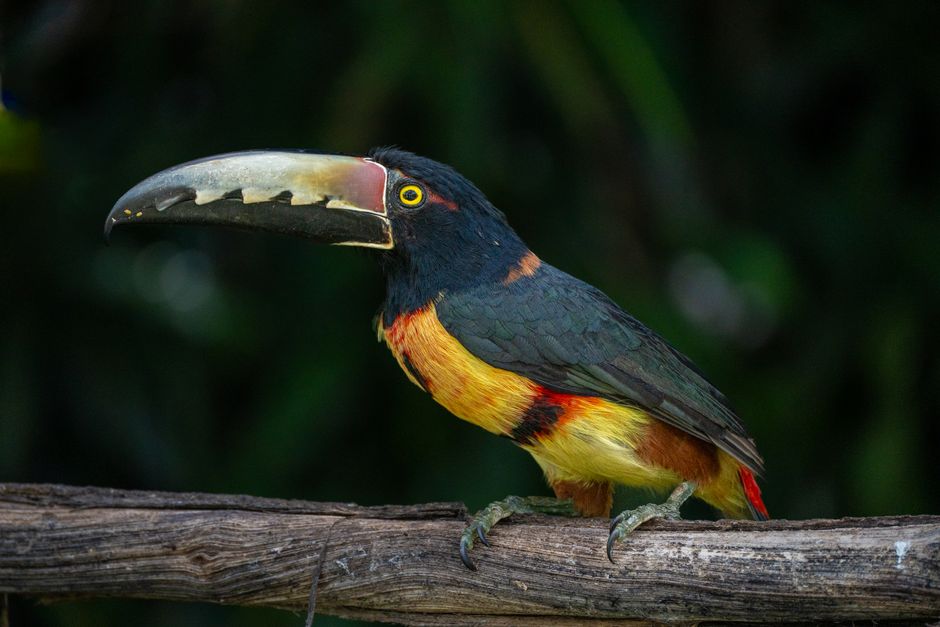 Vibrant Collared Aracari (Pteroglossus torquatus) resting on a wooden branch indoors.