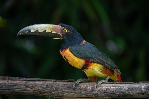 Free Vibrant Collared Aracari (Pteroglossus torquatus) resting on a wooden branch indoors. Stock Photo
