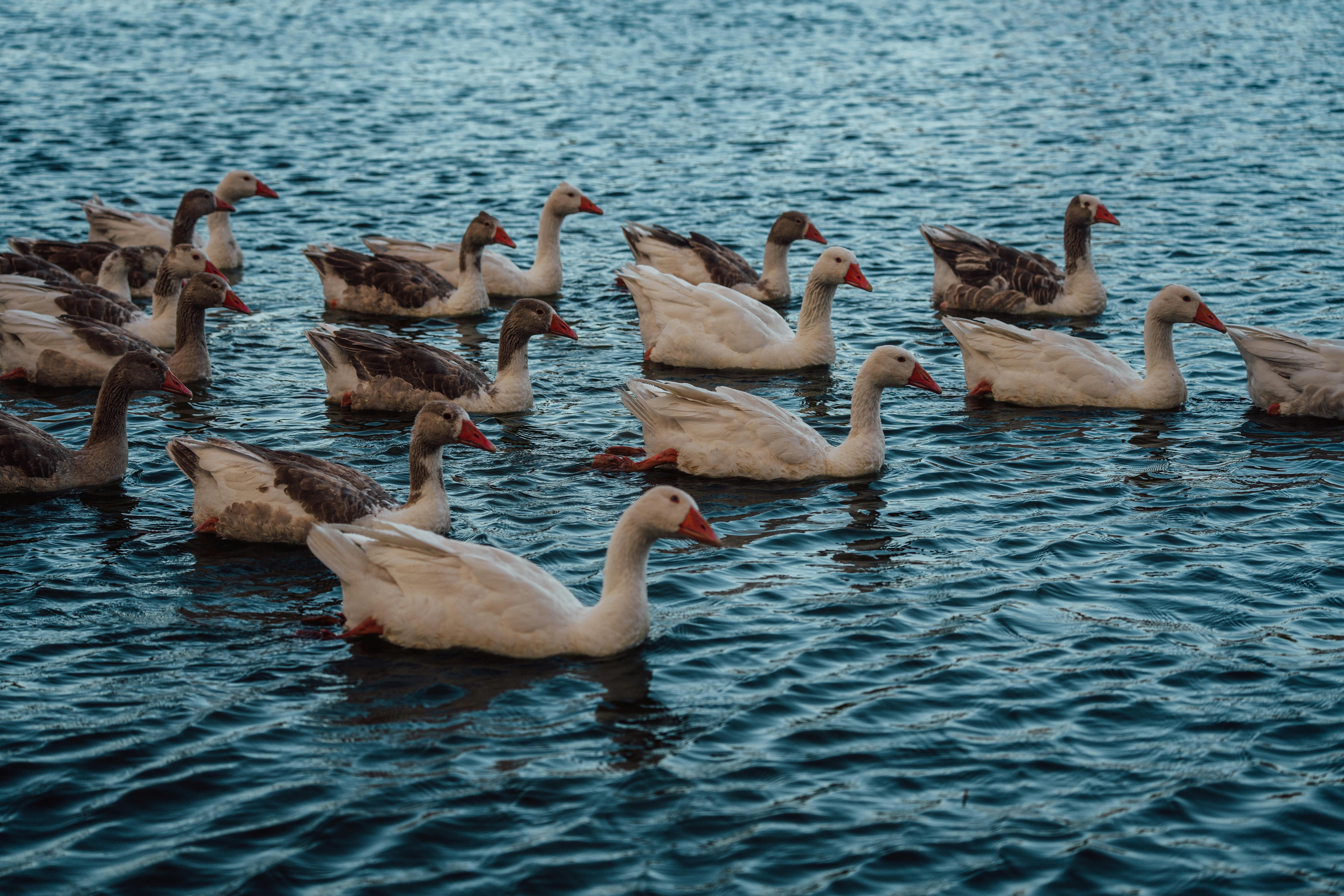 Error de Gradle: No space left on device en macOS