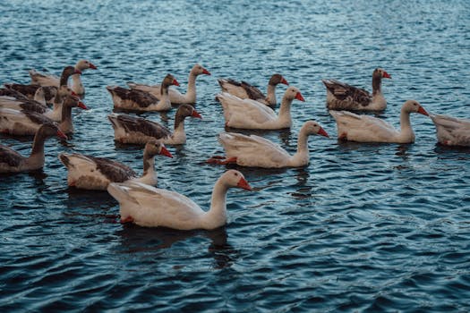 A peaceful image of a flock of geese swimming lazily on a calm water surface.