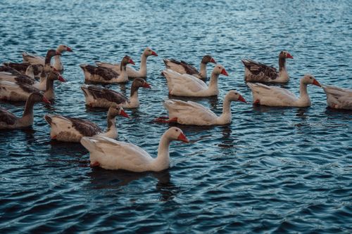Free A peaceful image of a flock of geese swimming lazily on a calm water surface. Stock Photo
