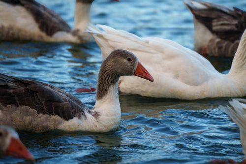Free A group of ducks gracefully swimming on a tranquil lake, showcasing their vibrant plumage. Stock Photo