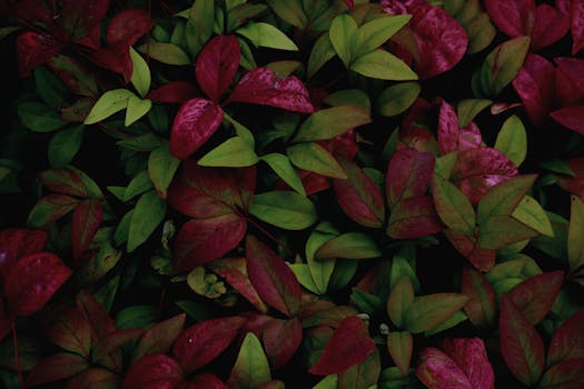 充满活力的红色与绿色叶子的特写镜头，展现了自然而多彩的植物图案