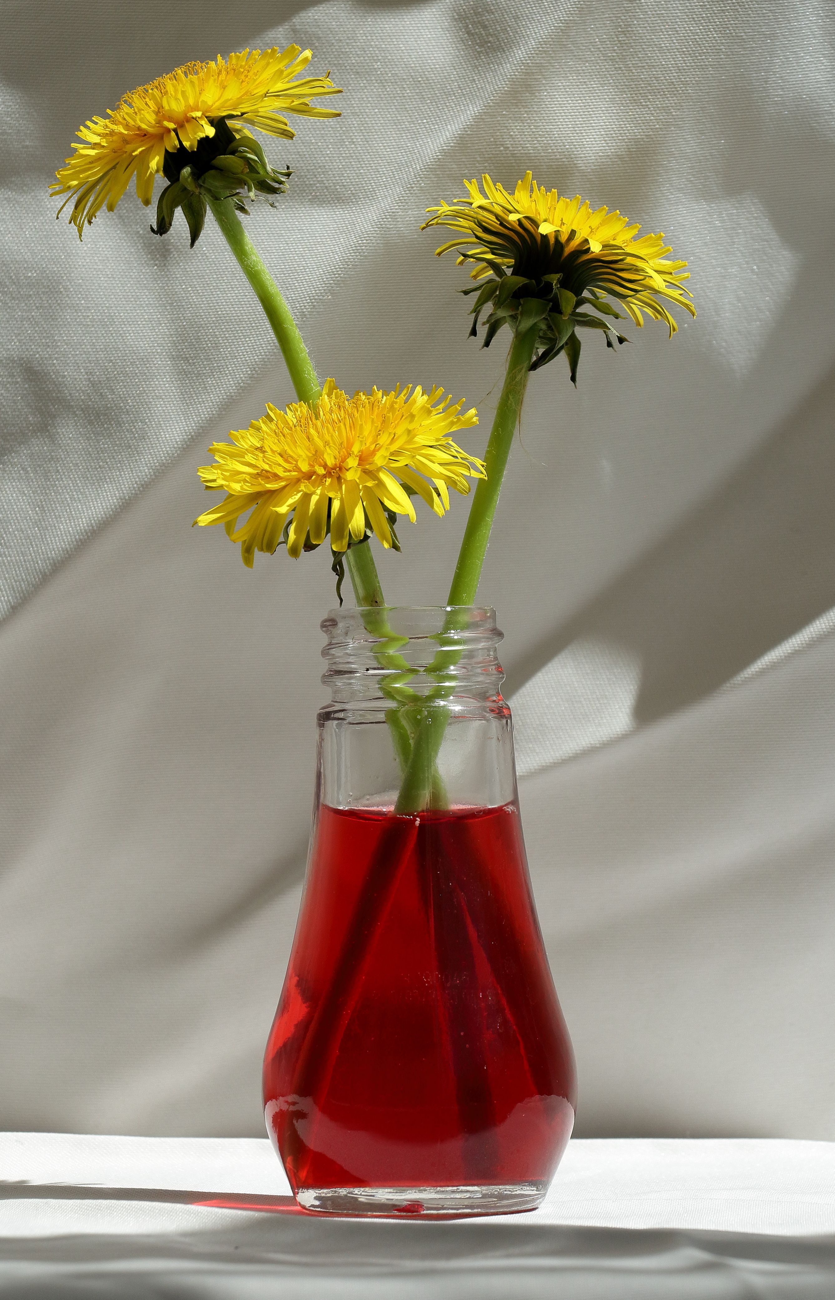 Vibrant Dandelions in a Glass Vase · Free Stock Photo