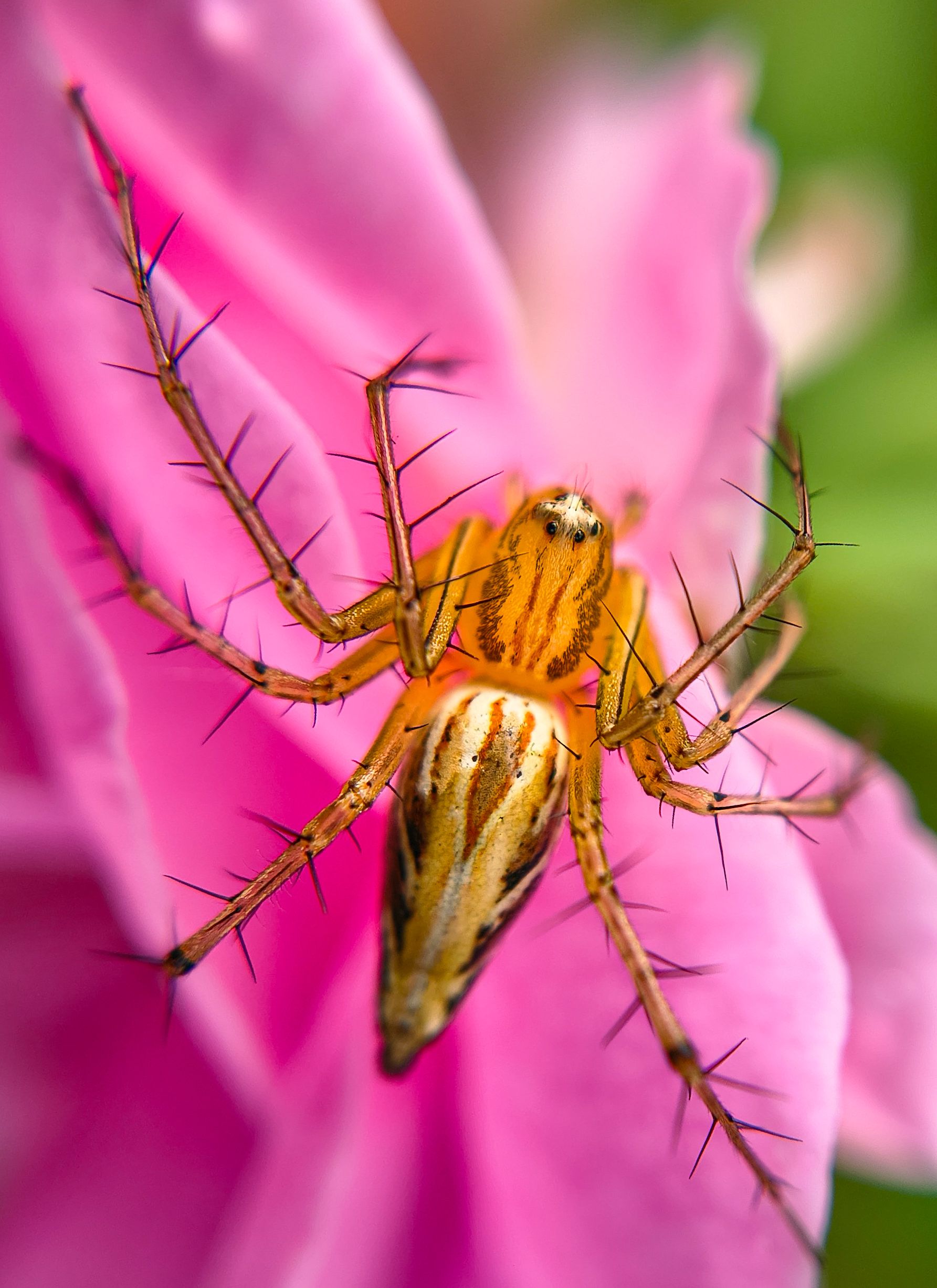 Close-Up of Lynx Spider on Pink Flower · Free Stock Photo