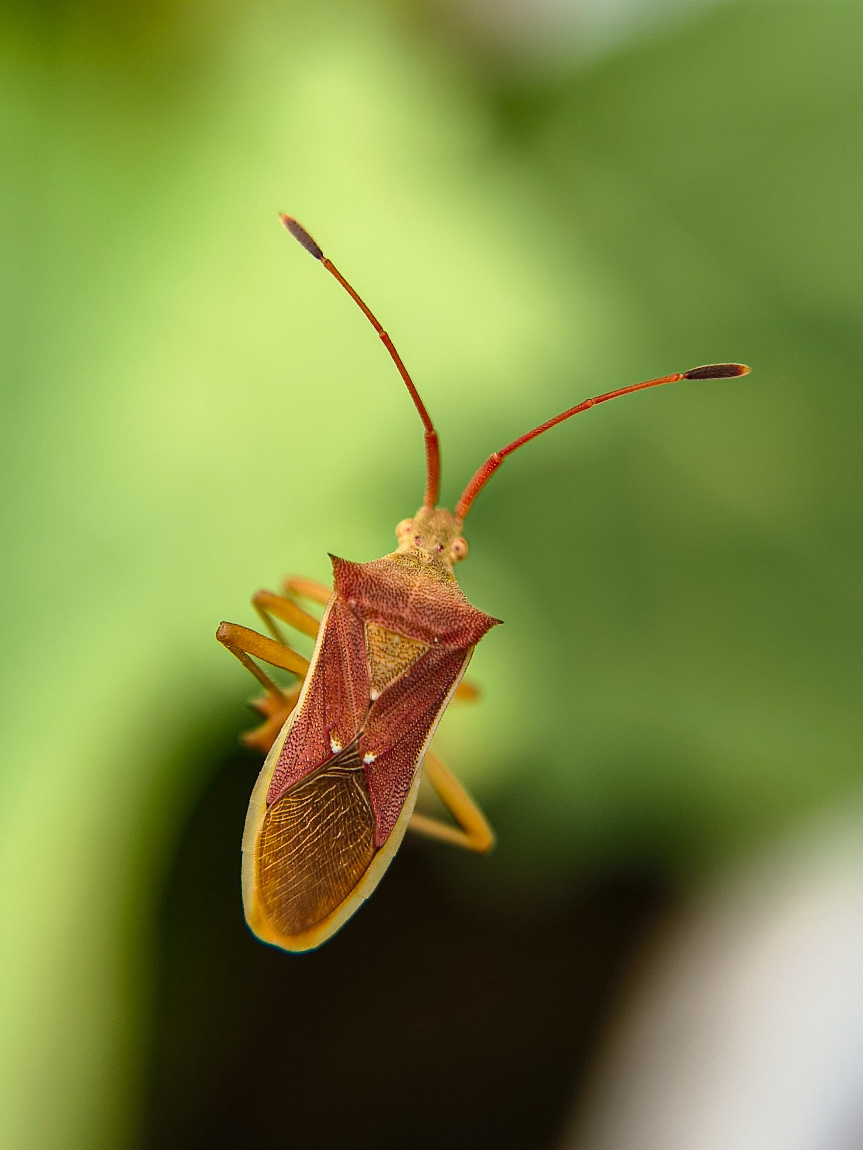 Detailed macro shot of a shield bug on a green leaf, highlighting its intricate textures.