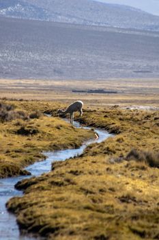 Grazing alpaca near a winding stream in the high-altitude Andean landscape of Arequipa, Peru.