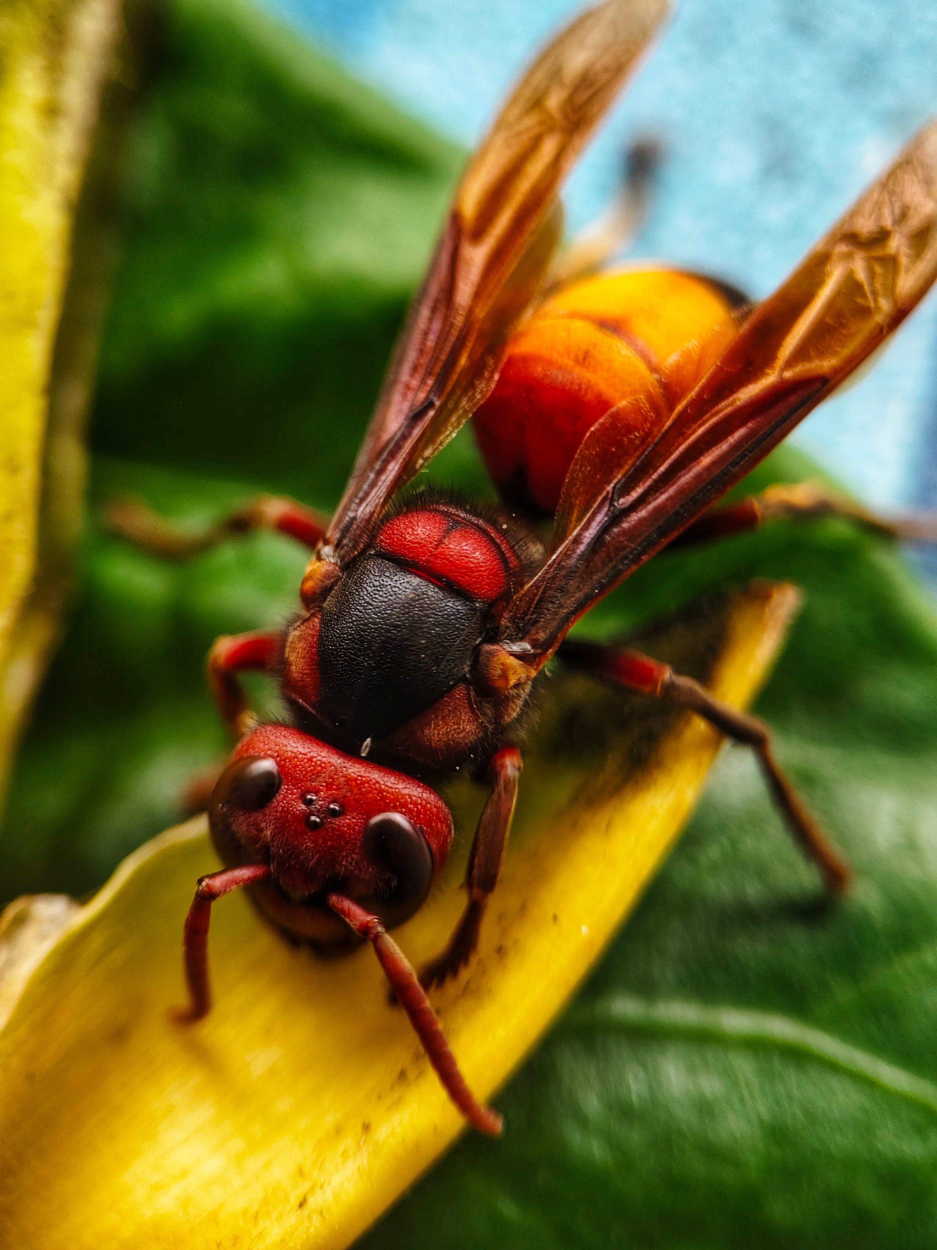 Close-up of Red and Black Wasp on Leaf · Free Stock Photo