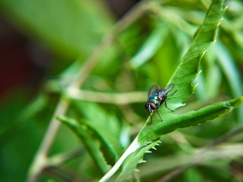 Free Detailed macro photo of a fly resting on a vibrant green leaf with thorny edges in natural light. Stock Photo