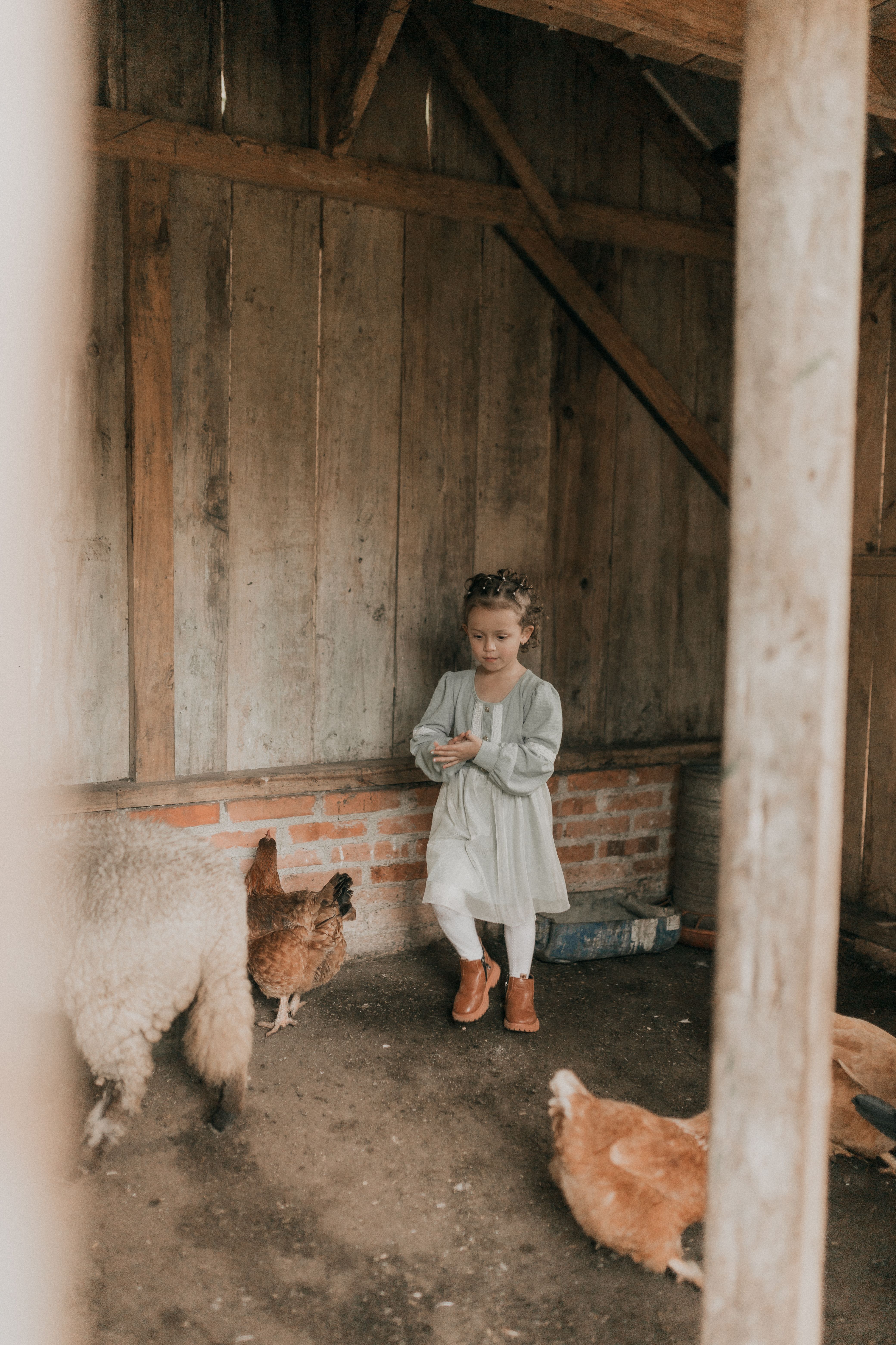 Child Feeding Chickens in Rustic Barn · Free Stock Photo