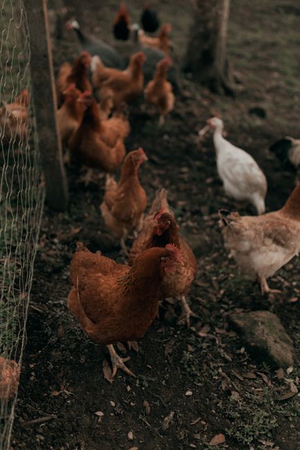 Ayam Organik vs Ayam Konvensional: Apa Bedanya dan Mana yang Lebih Sehat?
