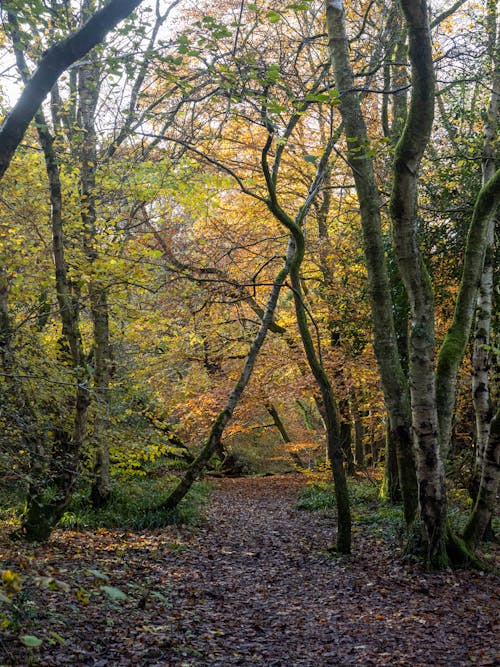 ağaçlar, keçi yolu, sonbahar renkleri içeren Ücretsiz stok fotoğraf