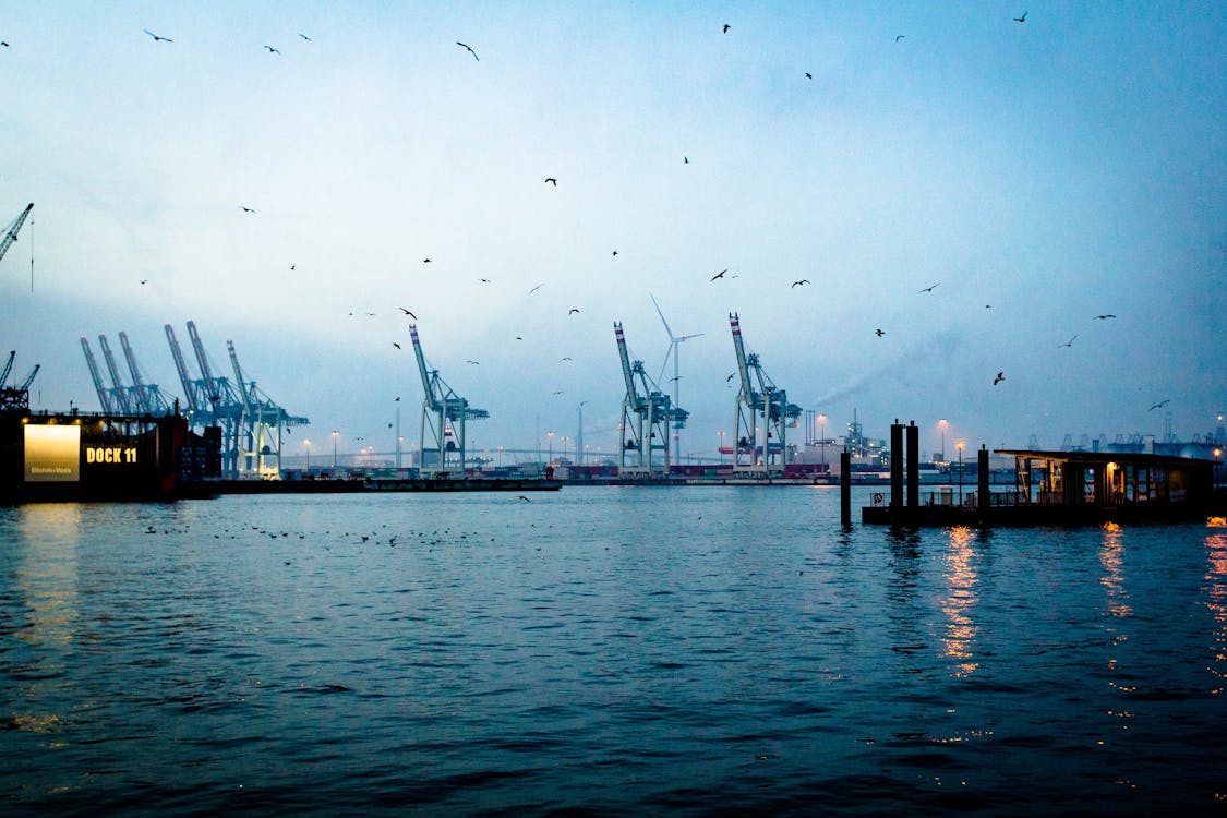 Free stock photo of birds, boat, cargo