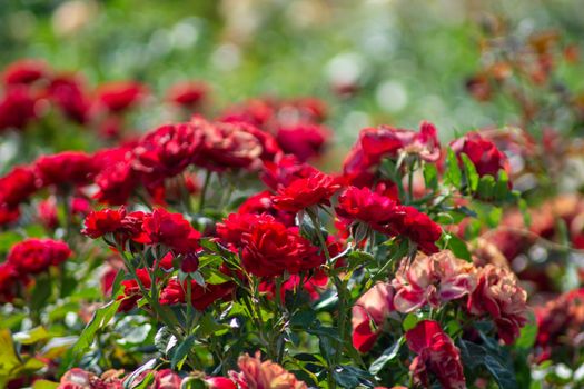Taif Rose flower Saudi Arabia
