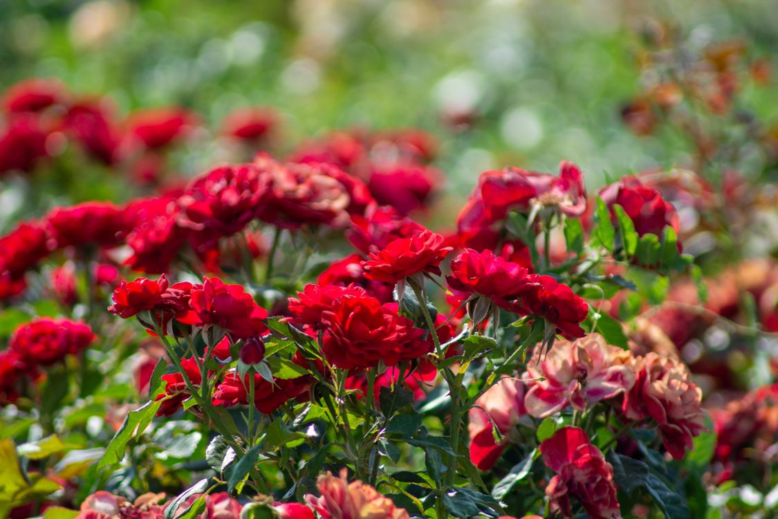 Sunlit Red Roses Vibrant Red Roses in Konya Garden · Free Stock Photo
