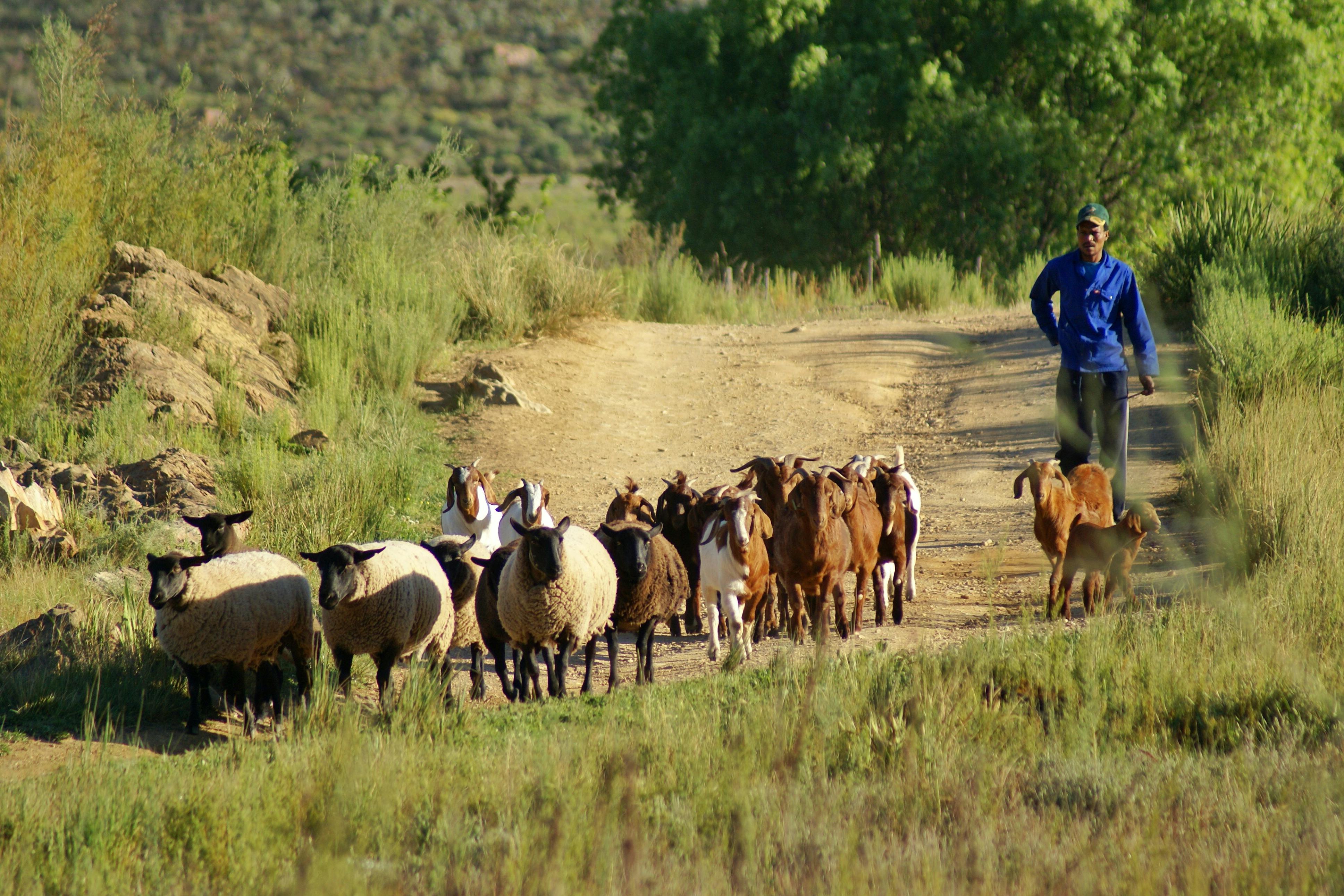 Hands holding a vibrant handful of fresh harvested vegetables