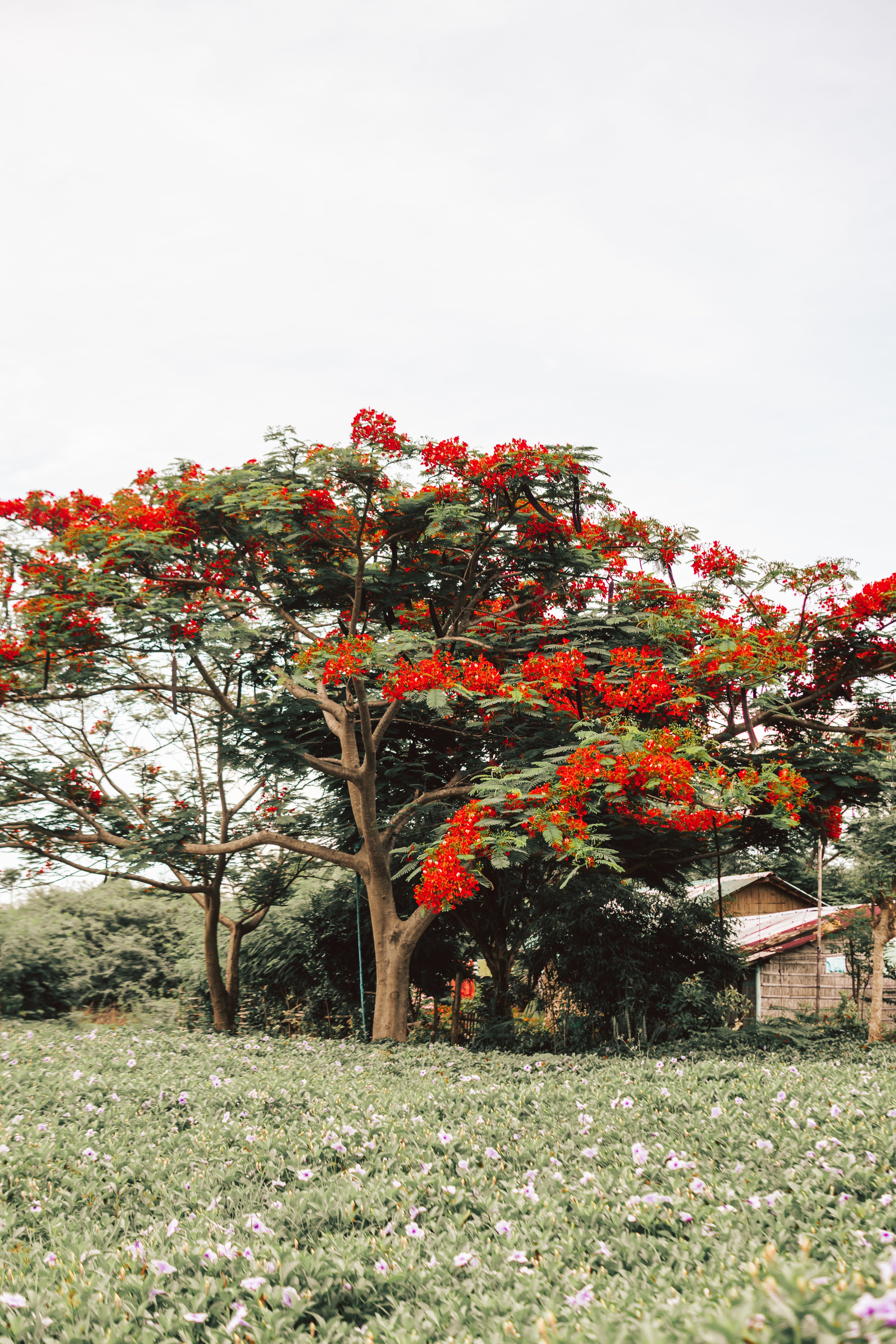 Flamboyant Tree in Bloom with Countryside View · Free Stock Photo