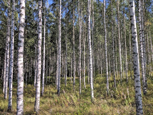 Immagine gratuita di abbaiare, alberi, albero