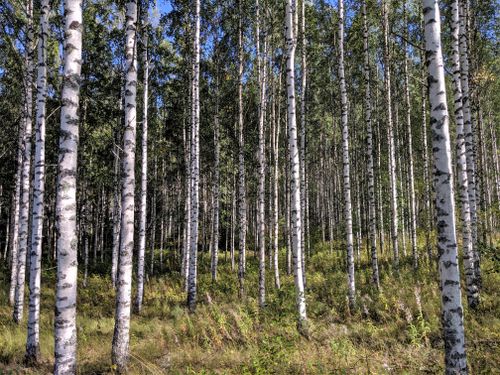 Free Explore a tranquil birch tree forest with sunlight filtering through the leaves. Stock Photo