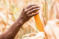Person Holding Corn from Its Tree