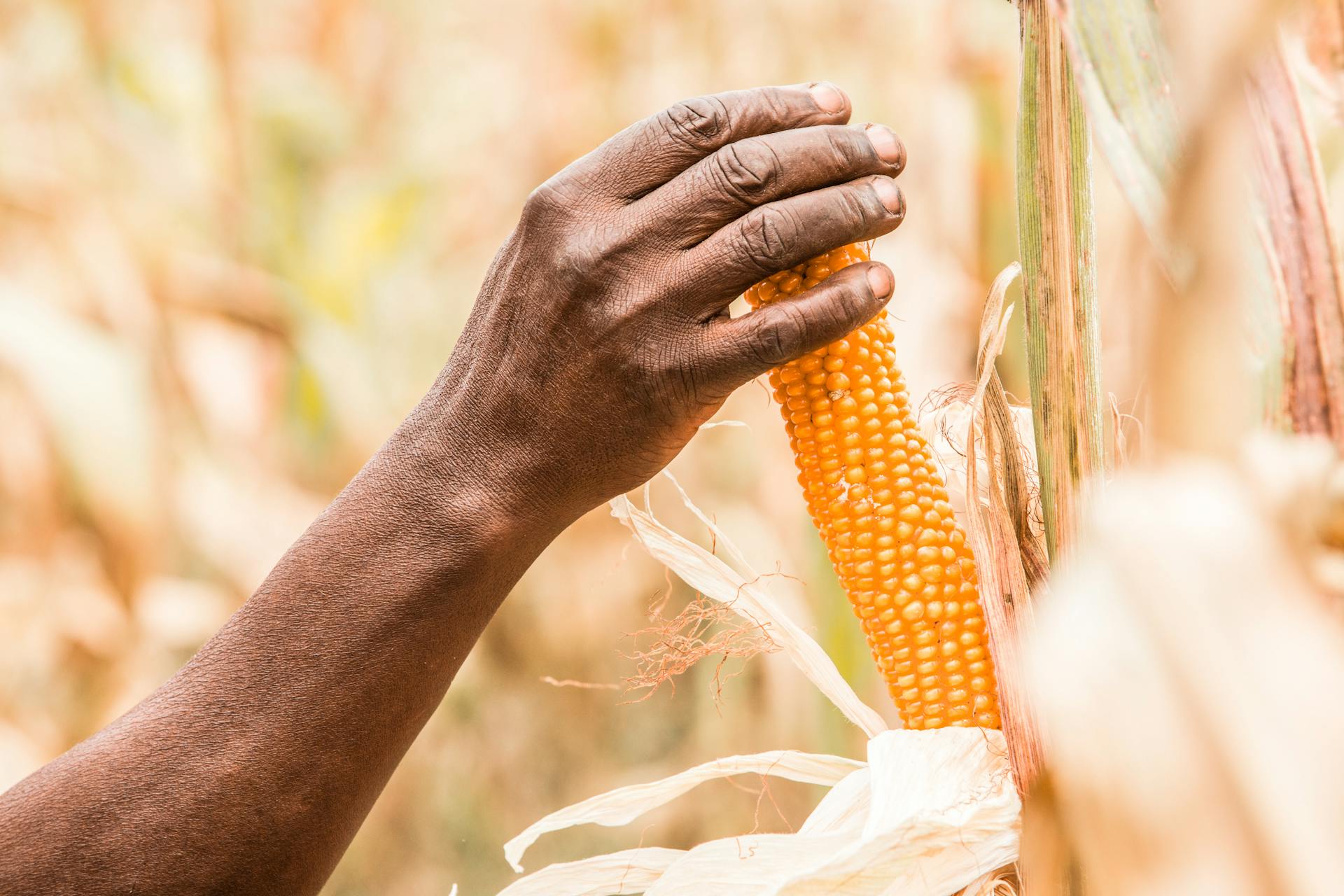 Person Holding Corn from Its Tree