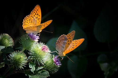 Free Two Yellow Butterflies on Purple Thistle Flowers Close-up Photography Stock Photo