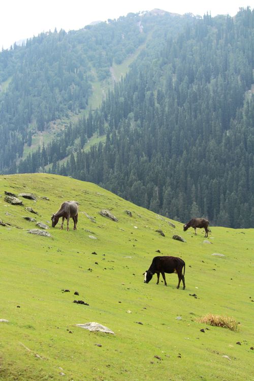 Free Three cows graze peacefully on a verdant hillside with a forested mountain backdrop. Stock Photo