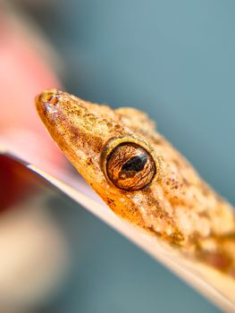 gecko photo