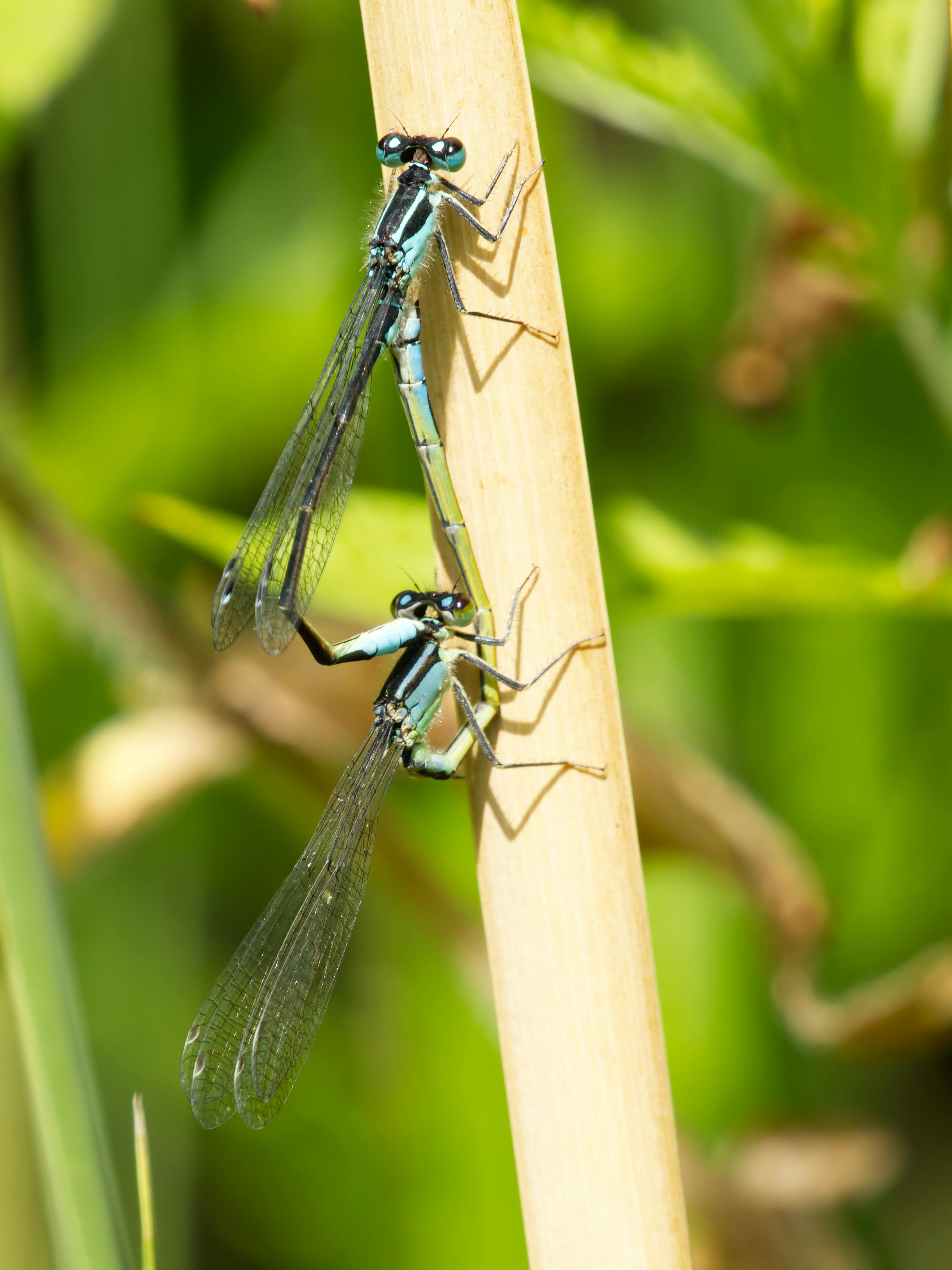 Flying Common Teal Photos, Download The BEST Free Flying Common Teal ...