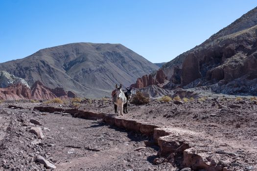 Two donkeys on a dirt path in the stunning rocky terrain of Antofagasta, Chile.