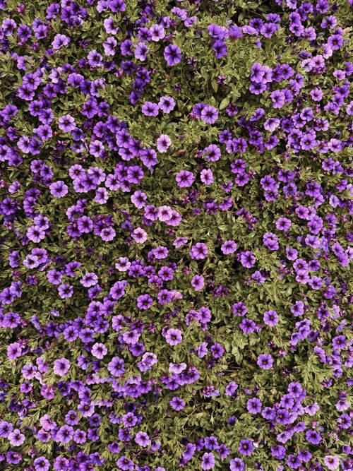 Free Beautiful close-up of a vibrant purple petunia flower bed showcasing rich color and texture. Stock Photo