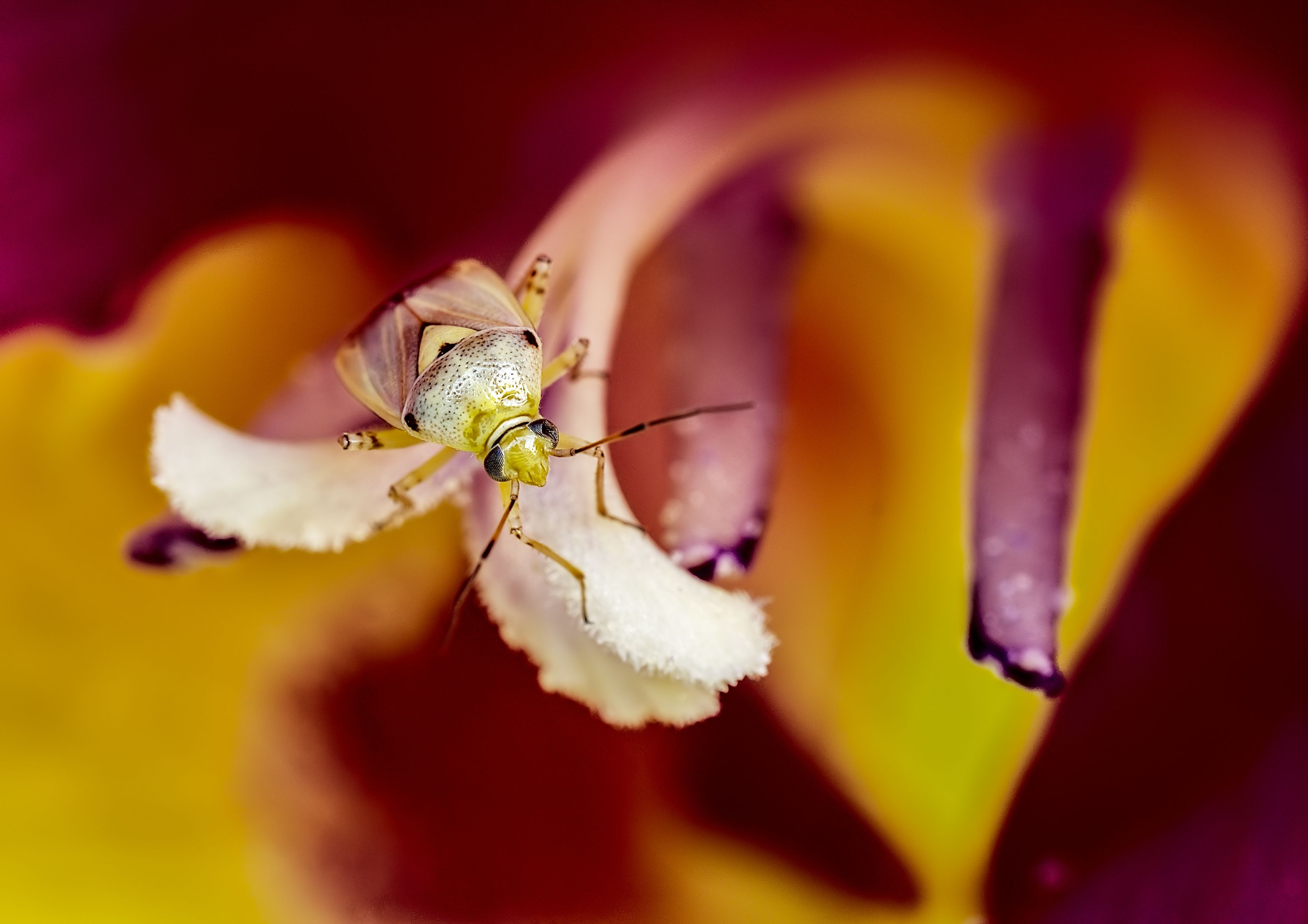 Close-up of a Bug on Vibrant Flower Petals · Free Stock Photo