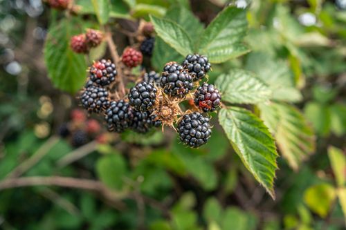 Free Fresh blackberries ripening on the bush in a Manchester garden. Stock Photo