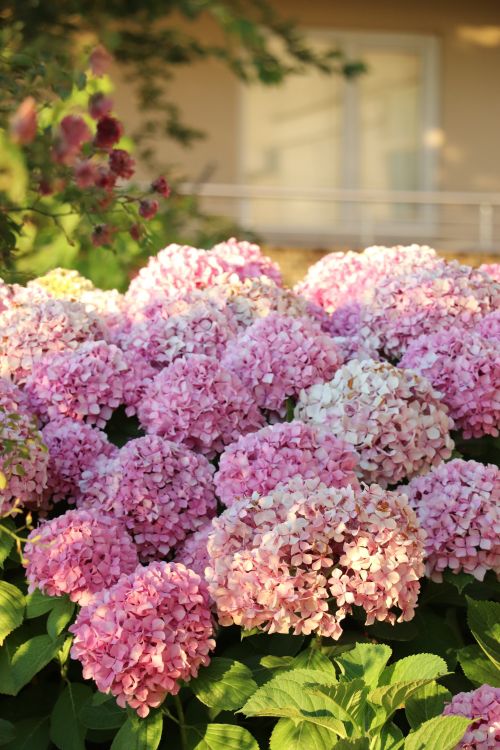 Pink Chicken Hydrangea Dress Photos, Download The BEST Free Pink Chicken Hydrangea Dress Stock Photos & HD Images Pink Chicken Hydrangea Dress Photos, Download The BEST Free Pink Chicken Hydrangea Dress Stock Photos & HD Images