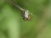 Close-up of an oak leaf spider on its web against green background in Stockholm, Sweden.