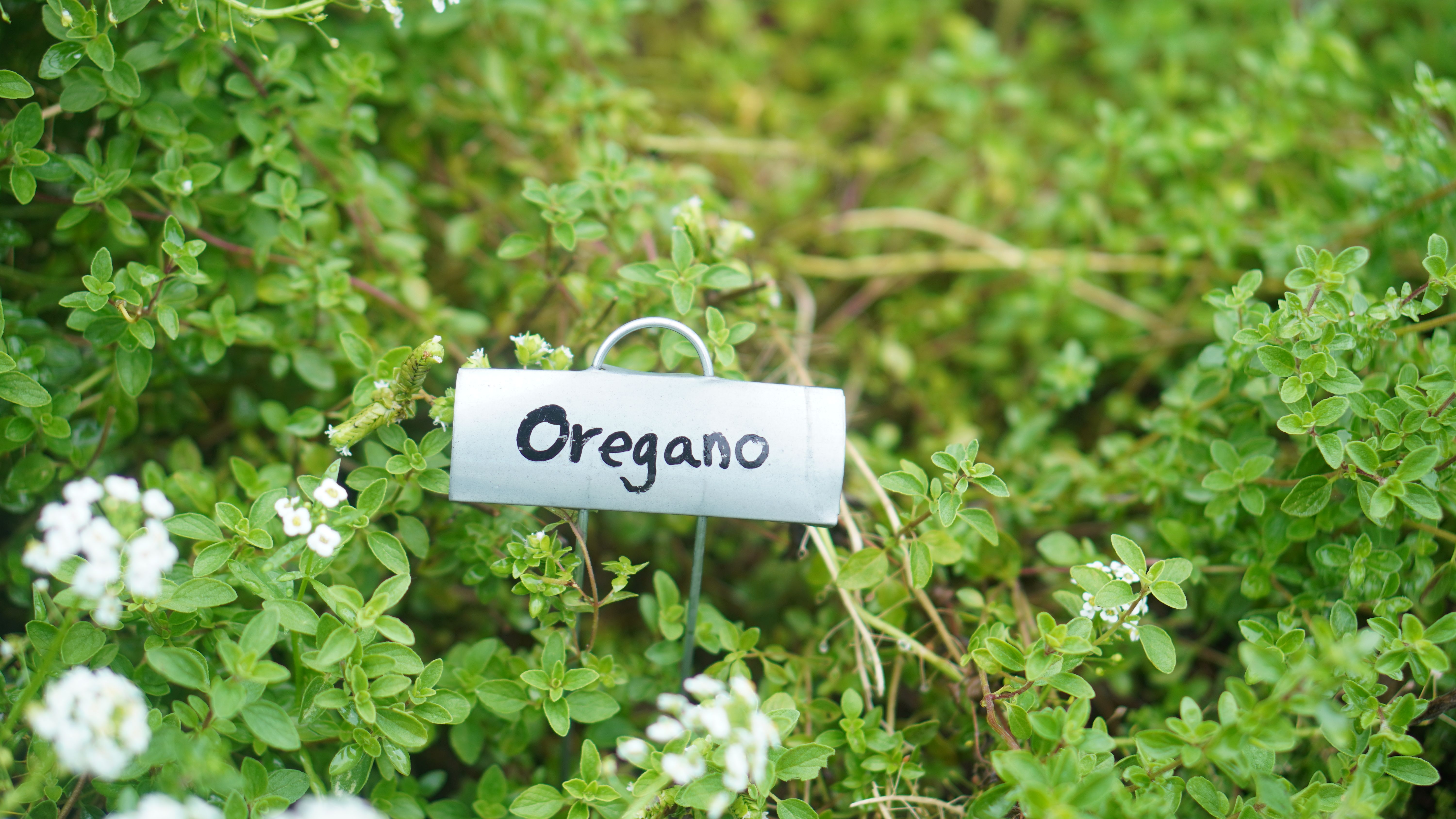 Oregano