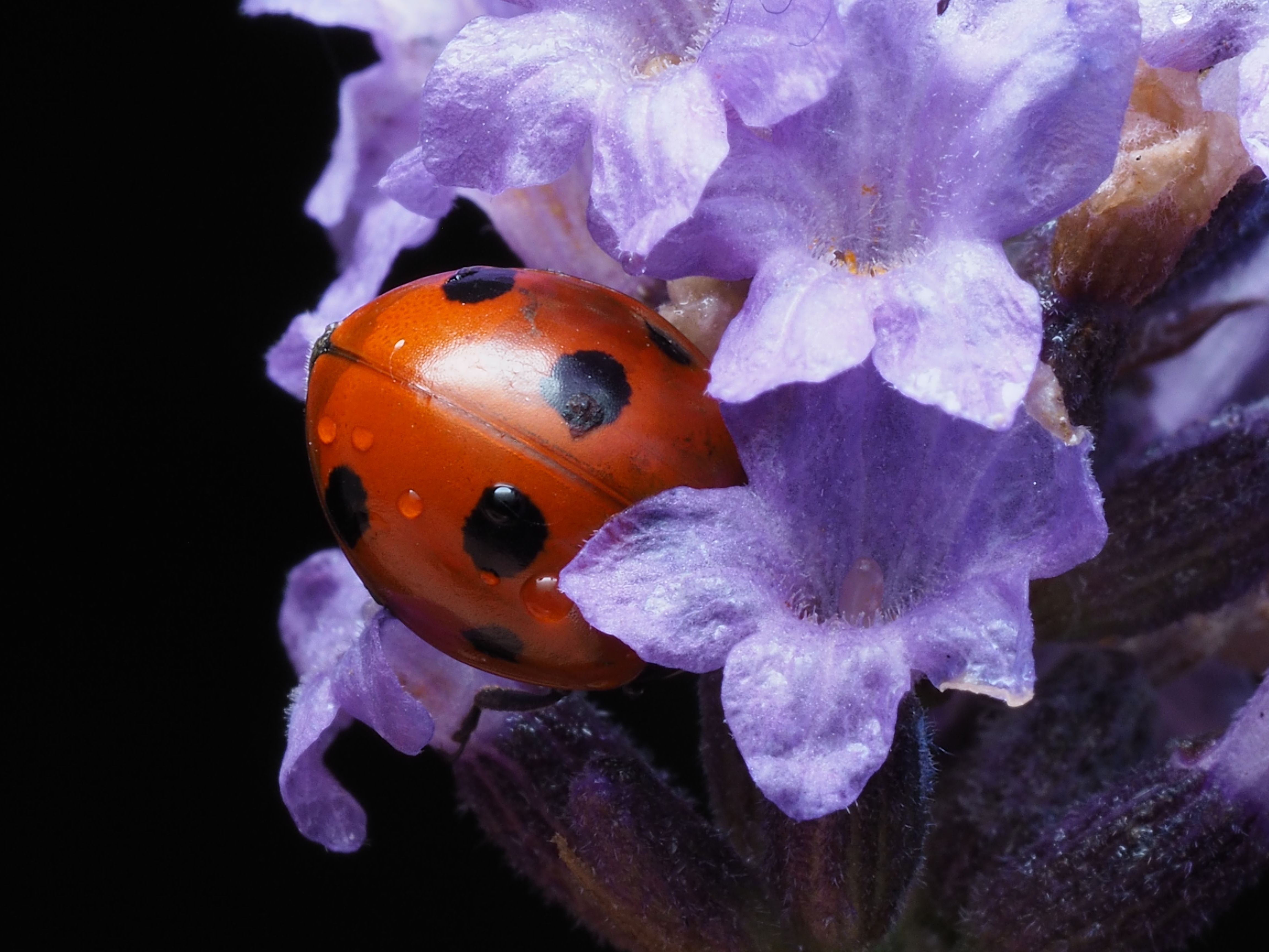 Detailed shot of a ladybug resting on a vibrant lavender flower showcasing macro photography.