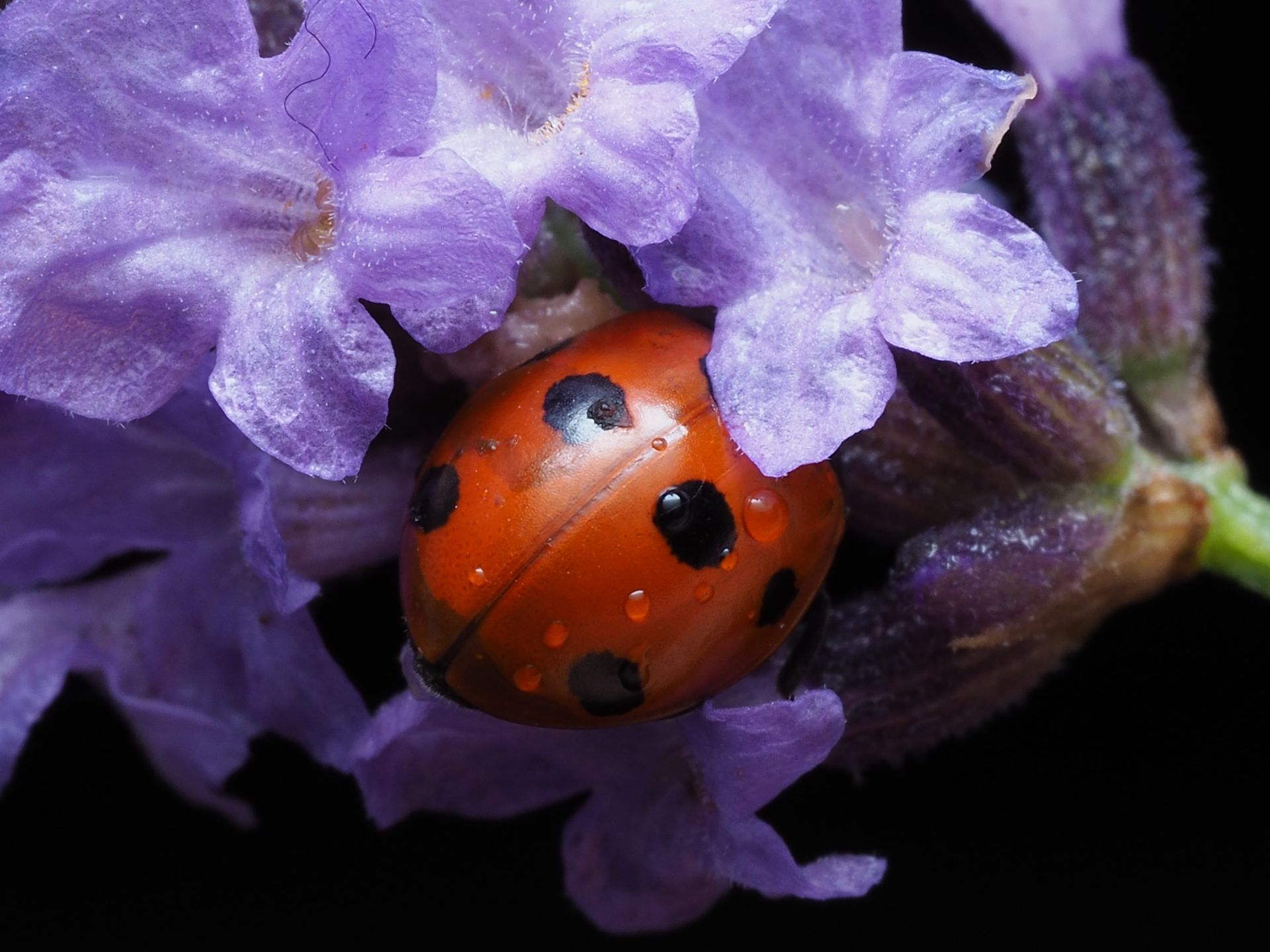 Close-up image of a ladybird resting on vibrant lavender flowers, showcasing detailed textures.