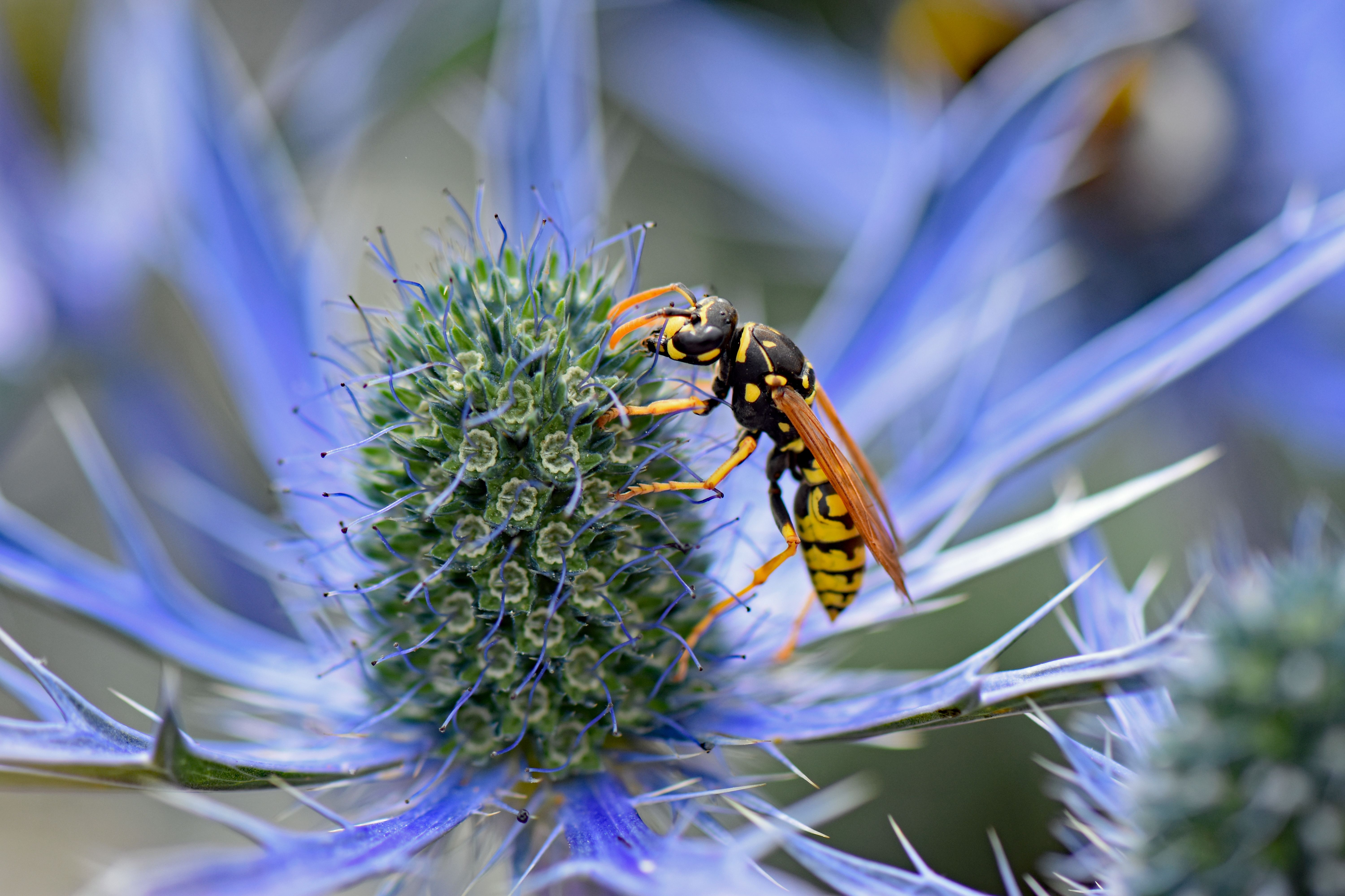 Image en gros plan d'une guêpe sur une fleur de chardon bleu en plein soleil.