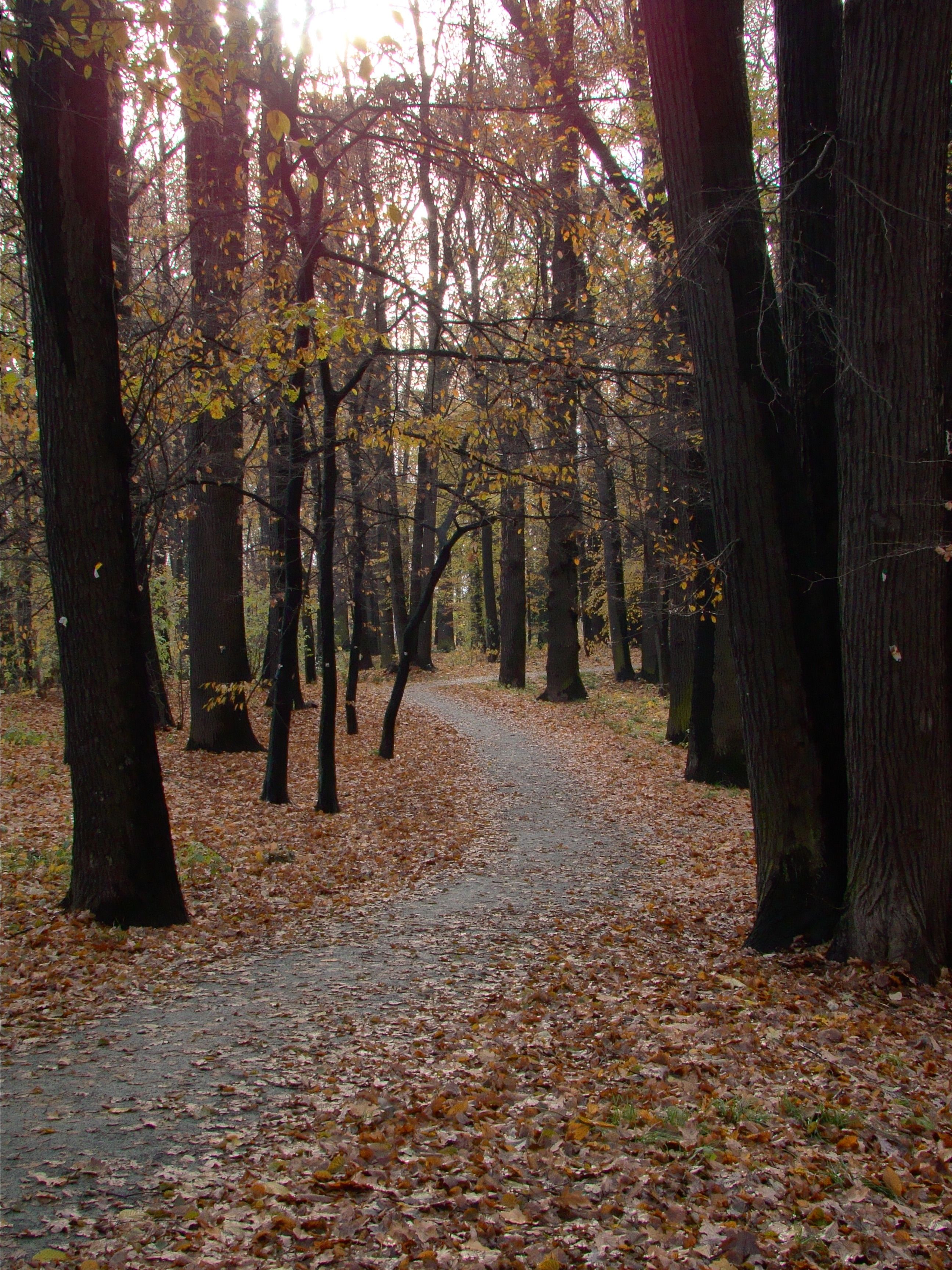 Serene Forest Pathway in Autumn Foliage · Free Stock Photo